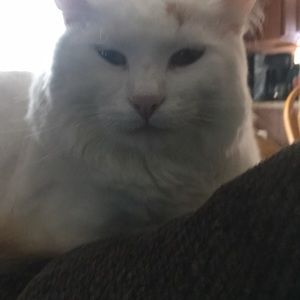 Meet your Posher, Lainie